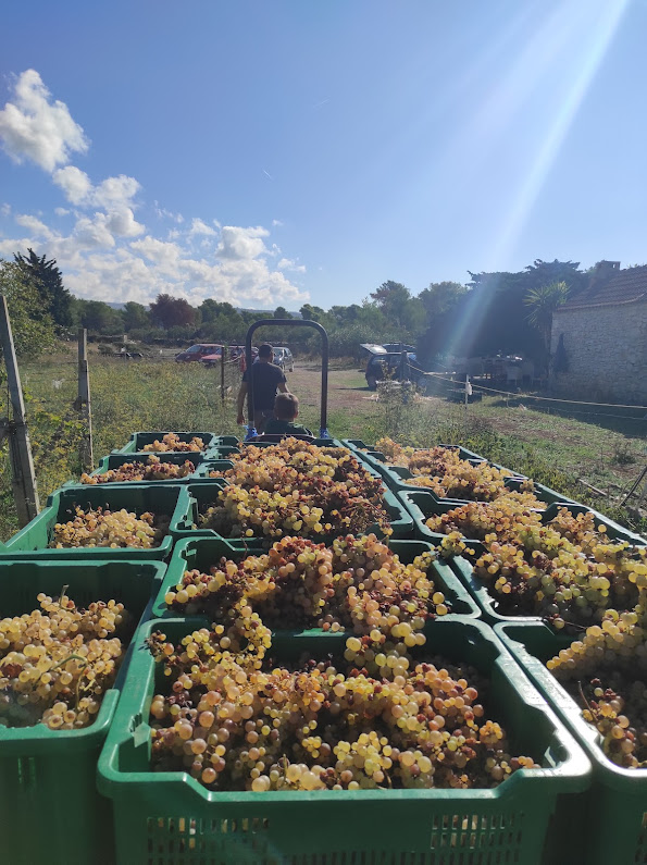 Evona events Island Brač winemaking